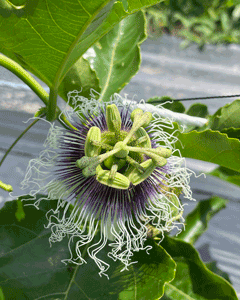 �p�b�V�����t���[�c�̉�