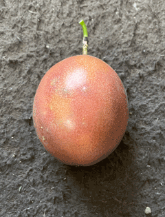 ���n����̉ʎ�